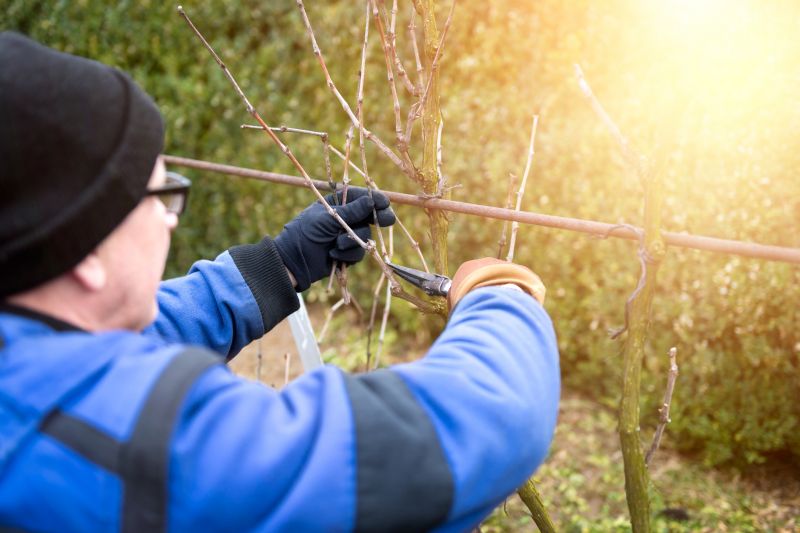 Vineyard Pruning