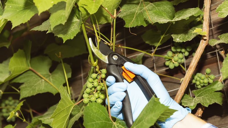Vineyard Pruning