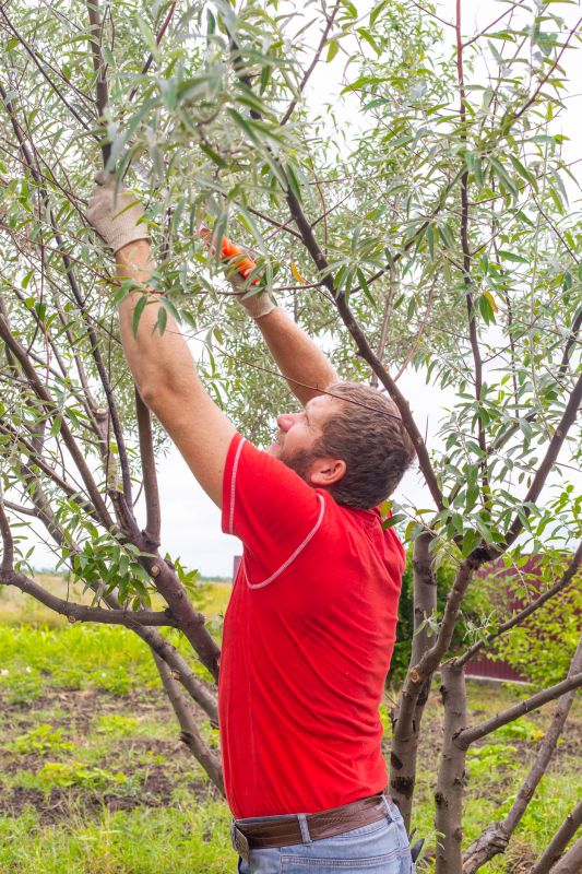 Apple Tree Pruning in Doylestown, PA