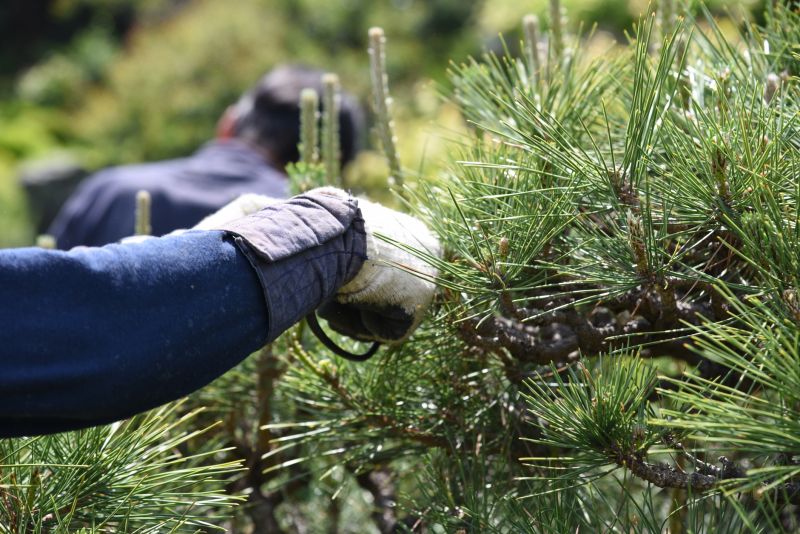 Apple Tree Pruning in San Jose, CA
