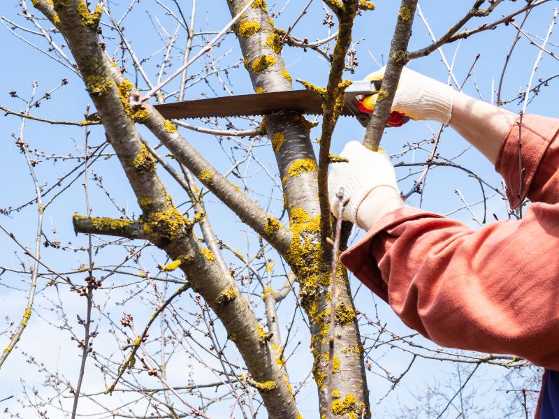 Dead Branch Removal in Reno, NV