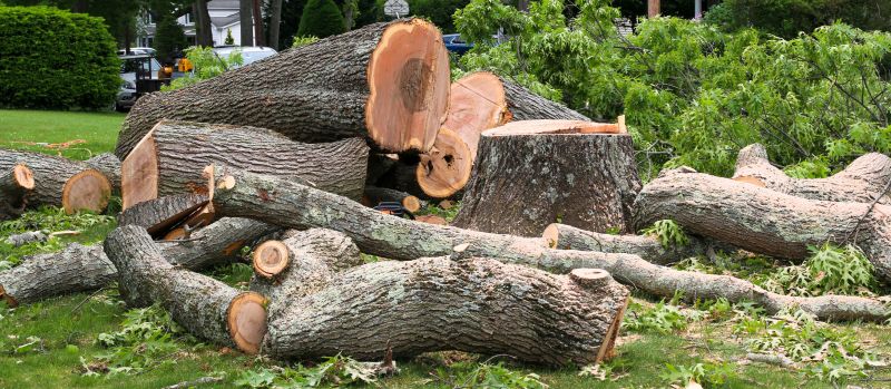 Elm Tree Removal in Allentown, PA