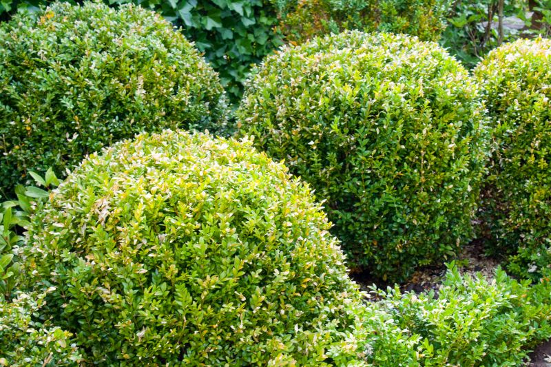Landscape Pruning Service in Aiken, SC