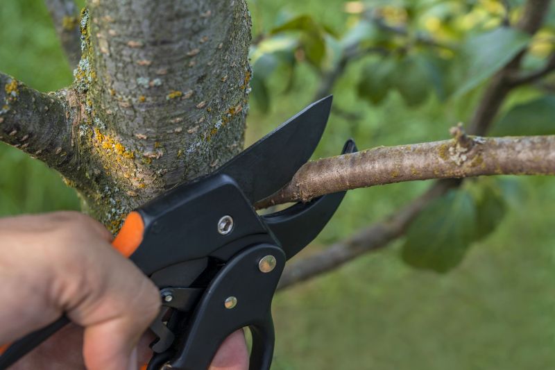Magnolia Tree Pruning in Reno, NV