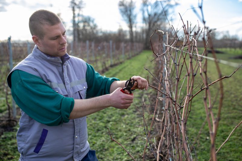 Products For Vineyard Prunings in use
