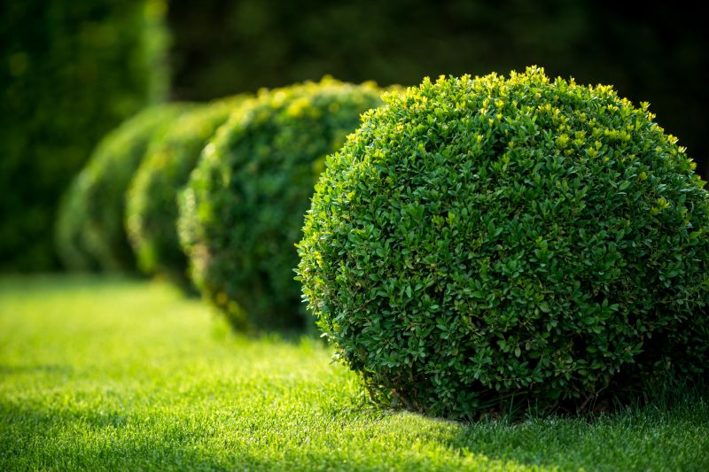 Trimmed Shrubs with Symmetrical Shape