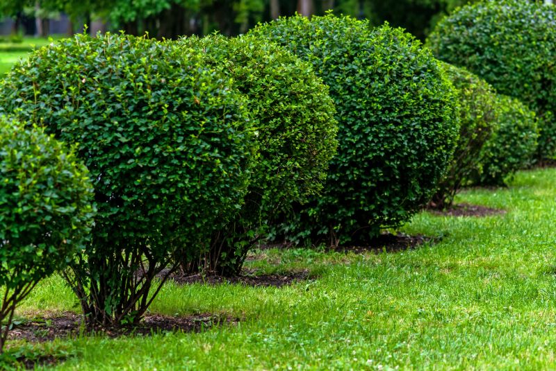 Healthy, Vibrant Shrubs