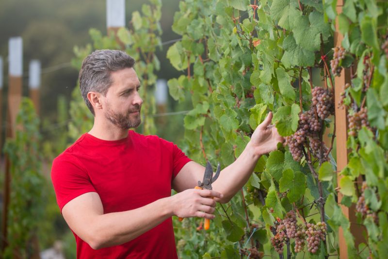 Vineyard Pruning