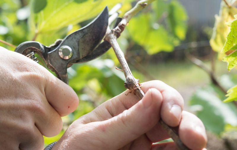 Vineyard Pruning