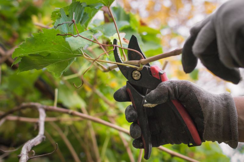 Vineyard Pruning in Action