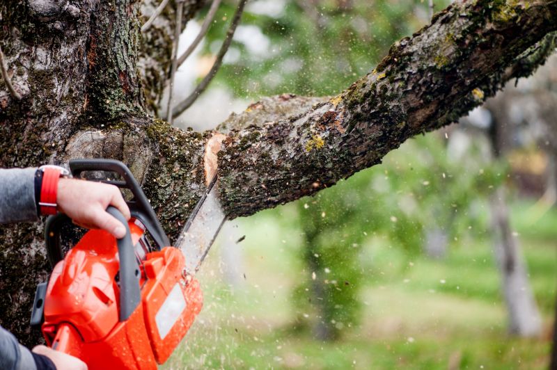 Willow Tree Removal in Pottstown, PA